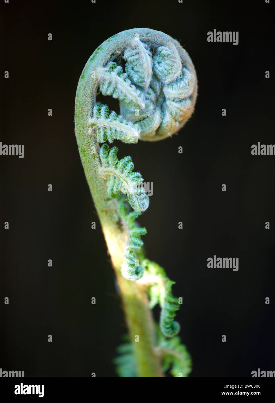 Landschaft, Pflanzen, Farne, Wedel unfurling auf immergrüne weicher Baumfarn Dicksonia Antarctica auch bekannt als Tasmanischer Baumfarn Stockfoto