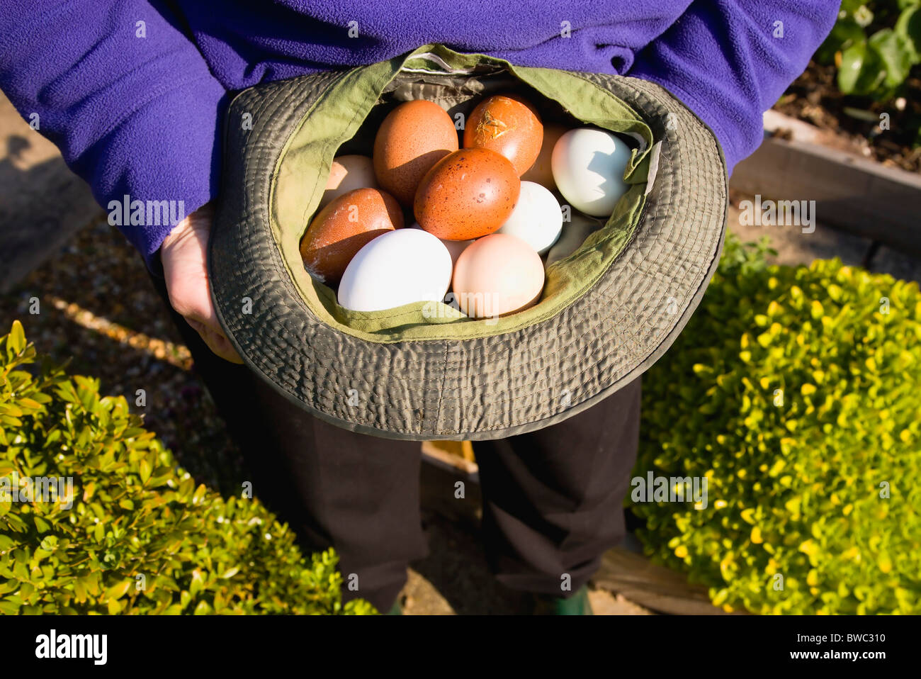 Landwirtschaft, Geflügel, Hühner, Dame in ihrer Zuteilung hält einen Hut mit einer Vielzahl von Freilandeier Stockfoto