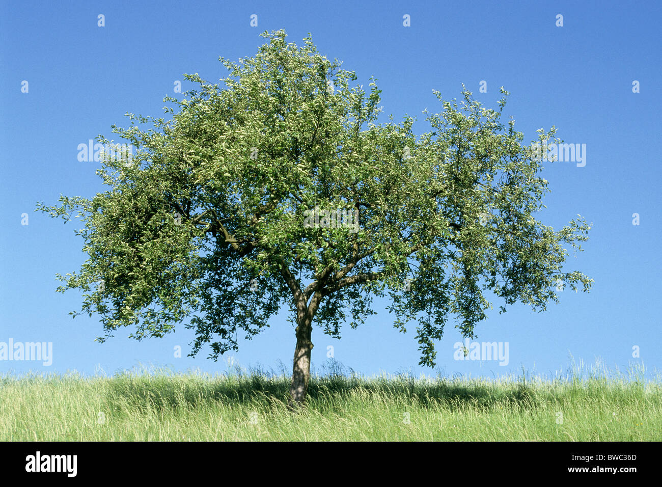 Apfelbaum (Malus Domestica) im Sommer. Stockfoto