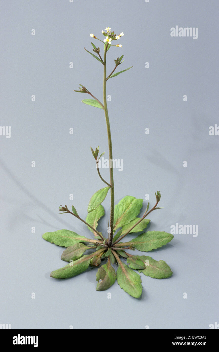 Ackerschmalwand (Arabidopsis Thaliana), Studio Bild. Das erste Werk, dessen Genom vollständig zugeordnet wurde. Stockfoto