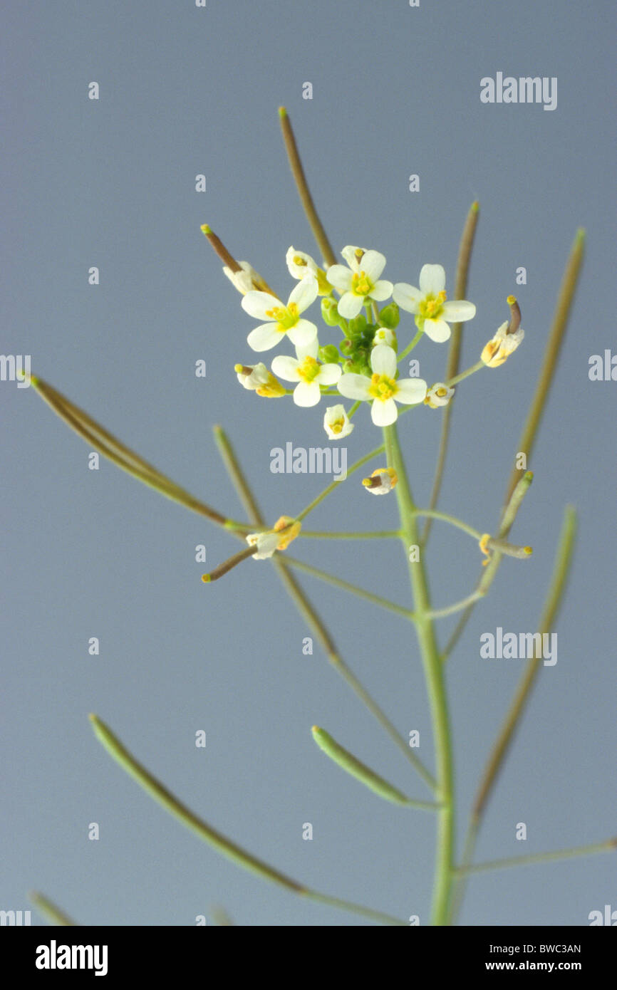Ackerschmalwand (Arabidopsis Thaliana), Blumen und Siliquae, Studio Bild. Das erste Werk, dessen Genom vollständig zugeordnet wurde. Stockfoto