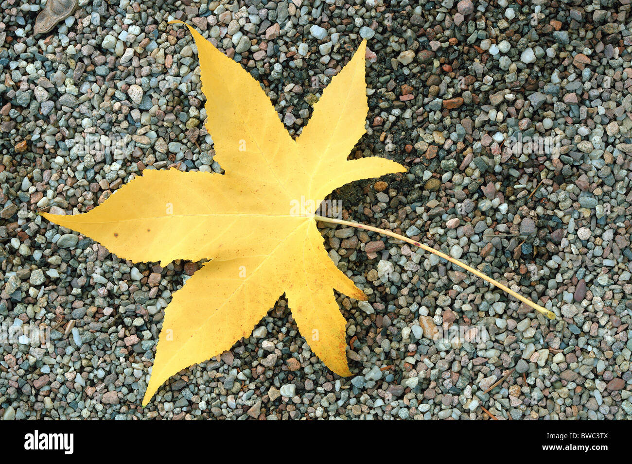 Amberbaum gelbe Baum Herbst Blatt auf die Grütze Liquidambar styraciflua Stockfoto