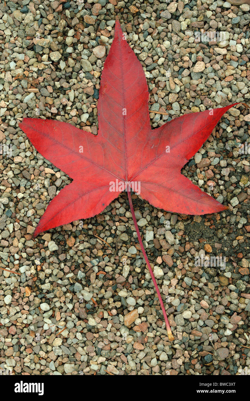 Amberbaum roten Baum Herbst Blatt auf die Grütze Liquidambar styraciflua Stockfoto