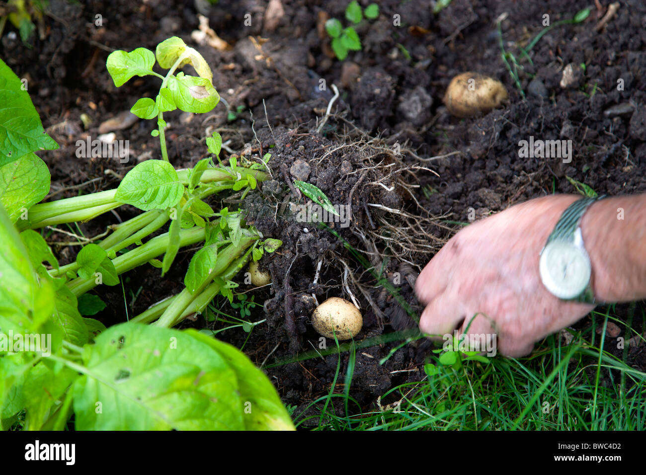 Farming uk harvest potatoes Fotos und Bildmaterial in hoher Auflösung