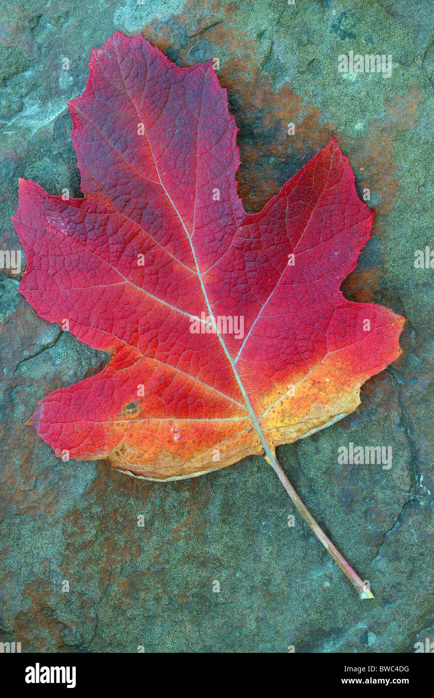 Hydrangea Quercifolia rot Herbst Blatt auf den bläulichen Stein Stockfoto