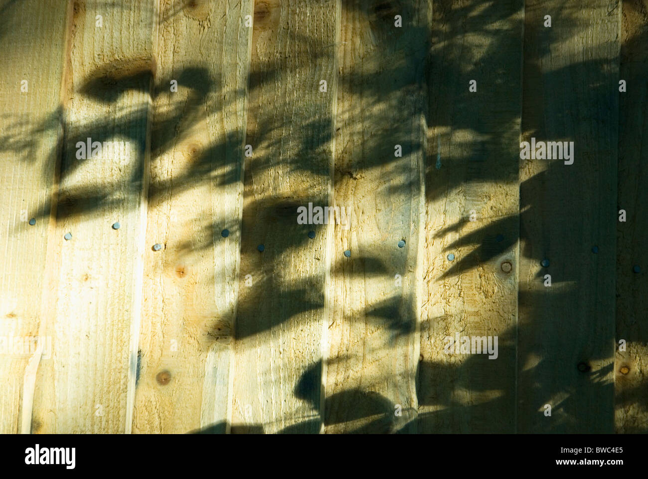 Schatten der Blätter auf Holzzaun Stockfoto