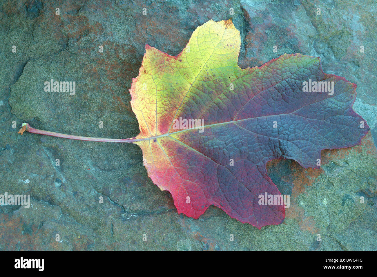 Hydrangea Quercifolia multicolor Herbst Blatt auf den bläulichen Stein Stockfoto