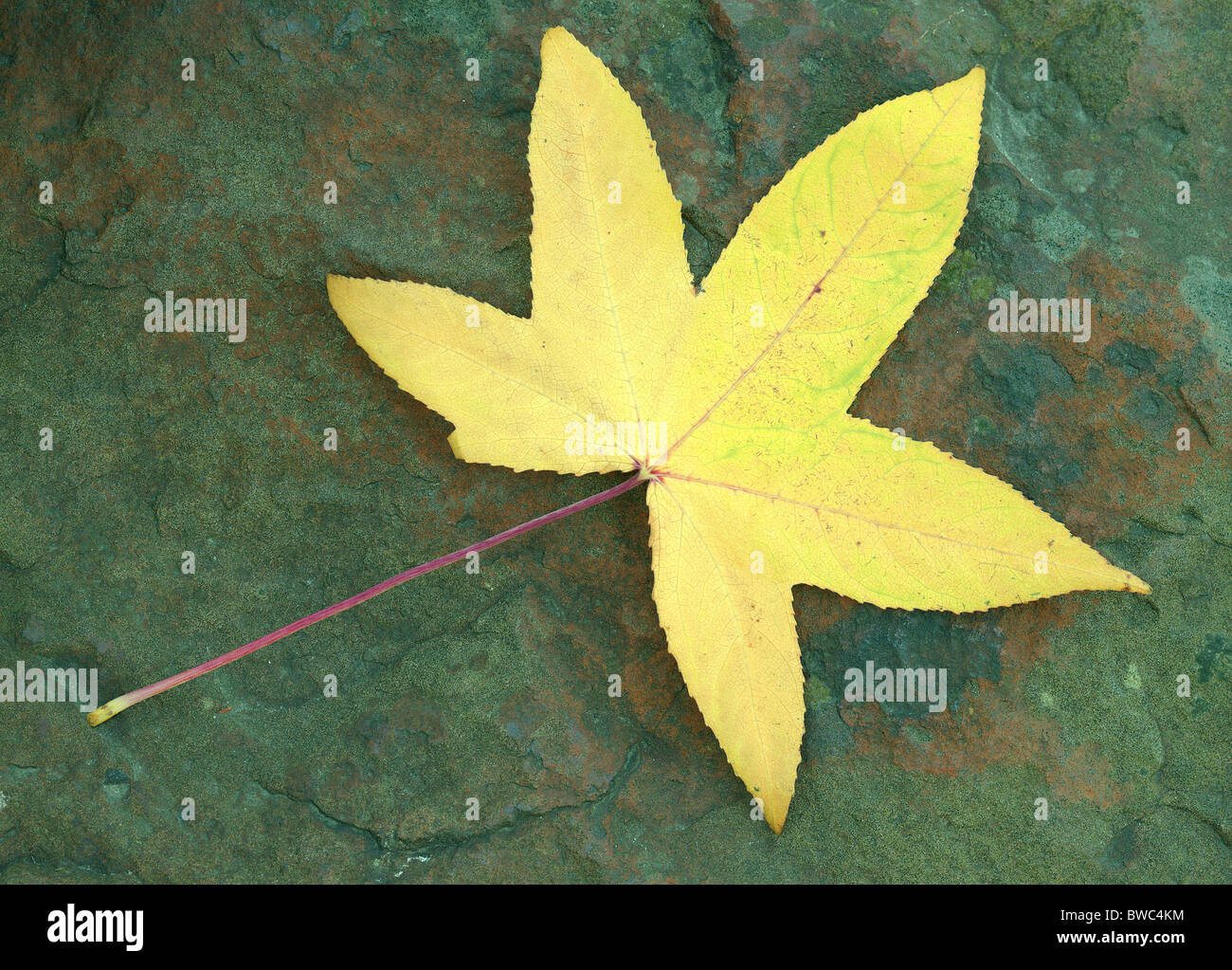 Amberbaum gelbe Baum Herbst Blatt auf den grünlichen Stein Liquidambar styraciflua Stockfoto