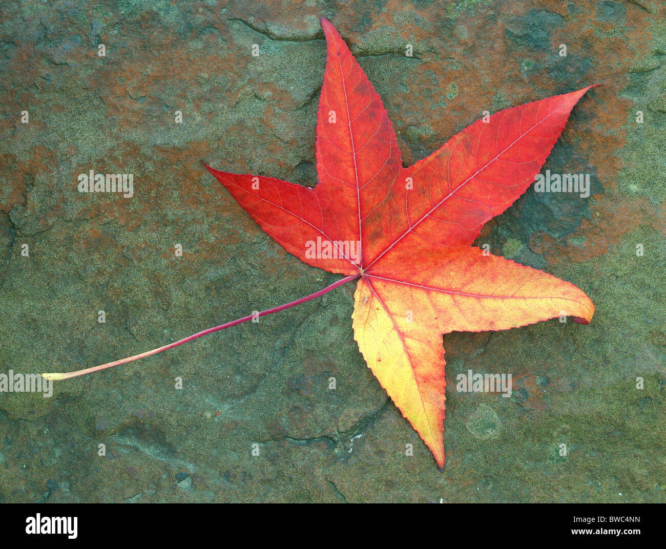 Amberbaum roten Baum Herbst Blatt auf Stein Liquidambar styraciflua Stockfoto