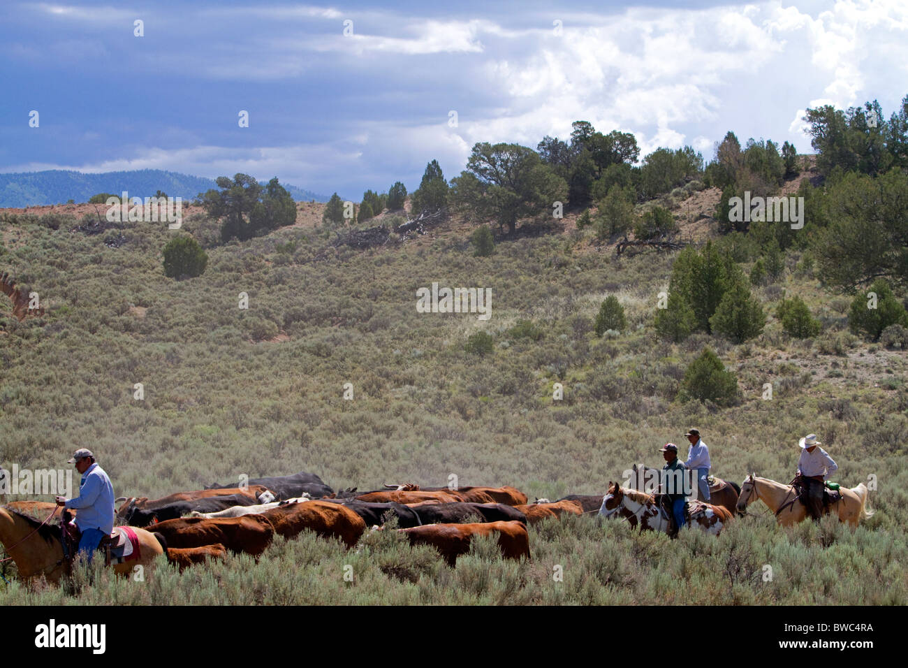 Cowboys auf einem Almabtrieb in der Wüste in der Nähe von Kuba, New Mexico, USA. Stockfoto