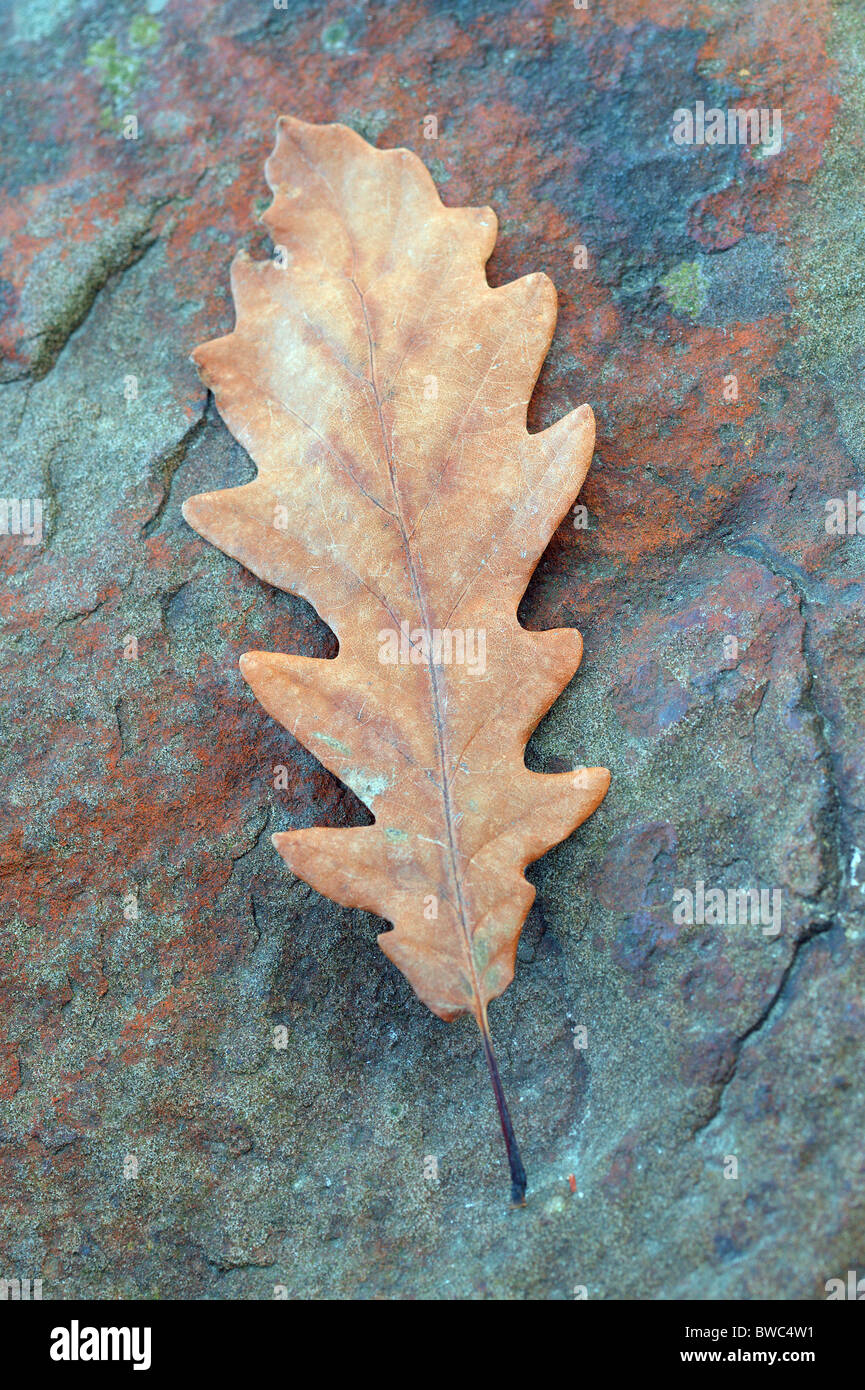 Braune Traubeneichen Herbst Eichenblatt auf die bläuliche Stein Quercus petraea Stockfoto