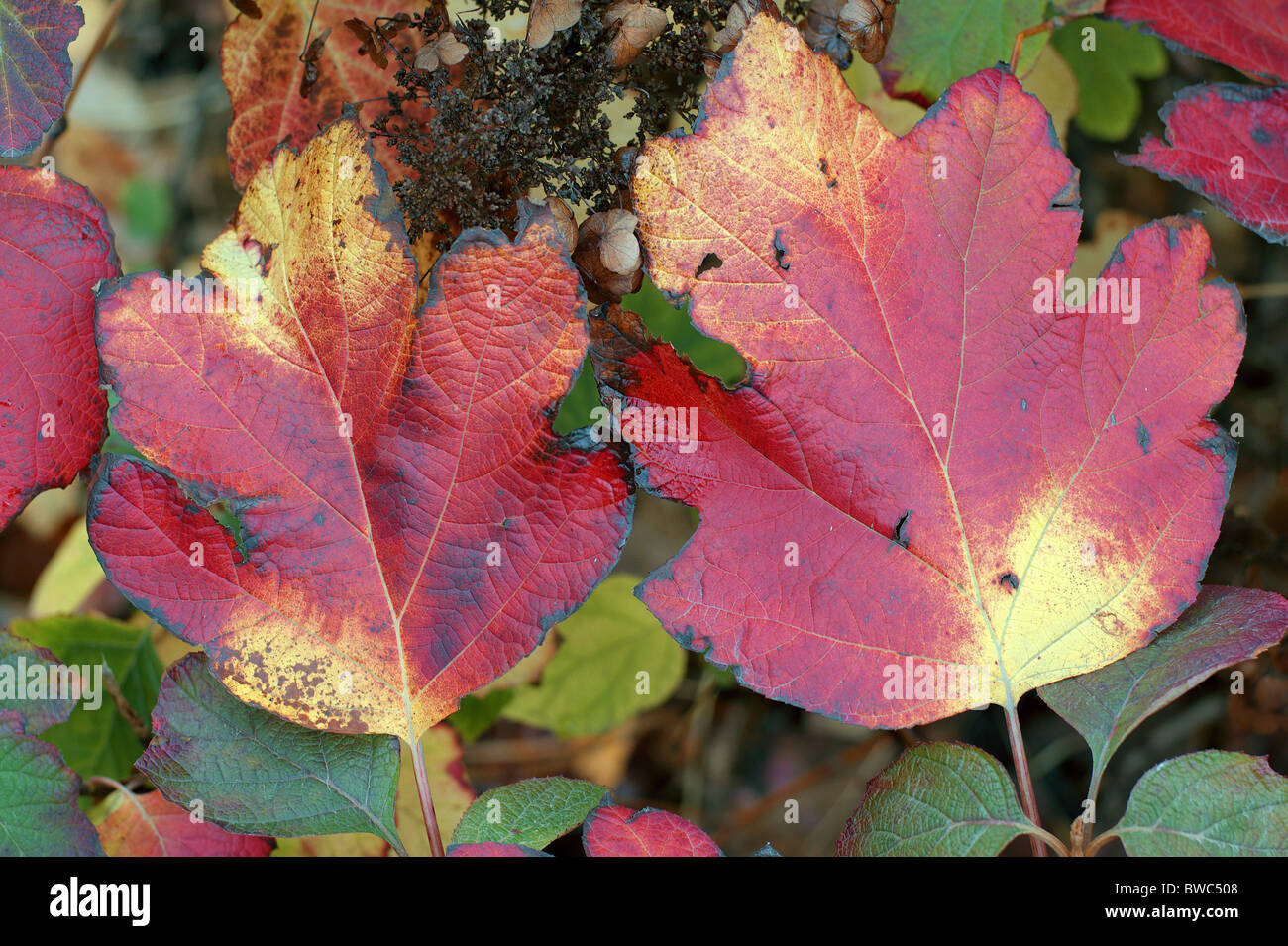 Hydrangea Herbstlaub Quercifolia roten hautnah Stockfoto