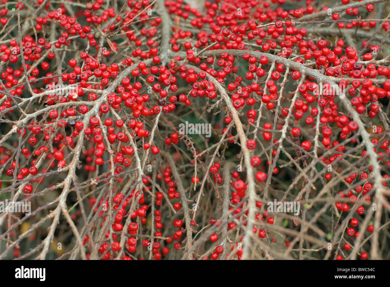 Herbstfrüchte Zwergmispel Strauch rote Beeren Zwergmispel horizontalis Stockfoto