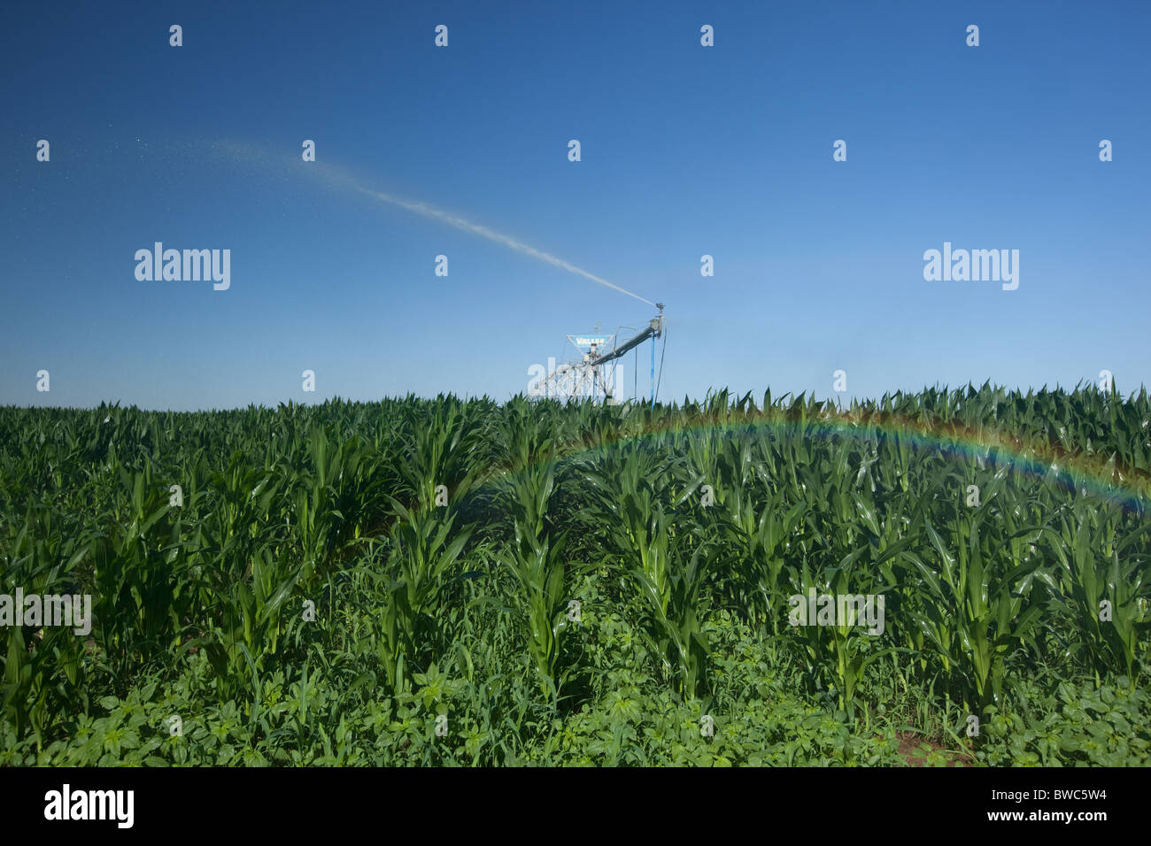 Sprinkler Kopf schießt Wasser auf Kornfeld in landwirtschaftliche Fläche von Texas Panhandle. Stockfoto
