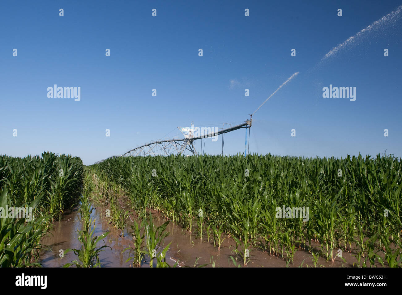Sprinkler Kopf schießt Wasser auf Kornfeld in landwirtschaftliche Fläche von Texas Panhandle. Stockfoto