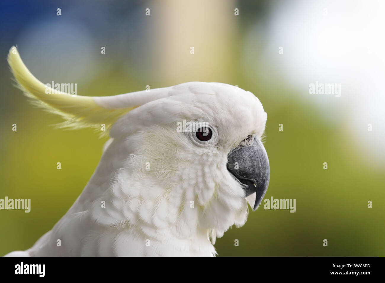 Schwefel-crested Kakadu (Cacatua Galerita) in Australien. Stockfoto