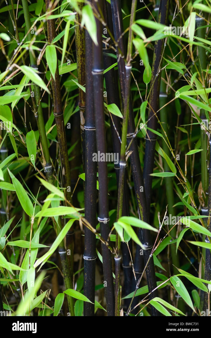 PHYLLOSTACHYS NIGRA SCHWARZER BAMBUS Stockfotografie - Alamy