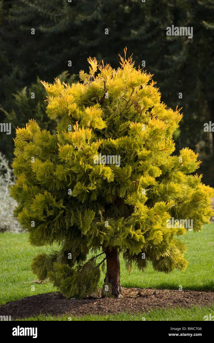 CALOCEDRUS DECURRENS BERRIMA GOLD RÄUCHERSTÄBCHEN CEDAR Stockfoto