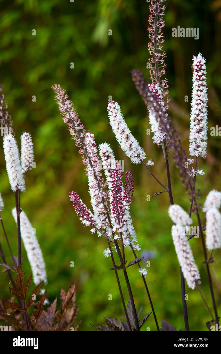 ACTAEA SIMPLEX ATROPURPUREA GRUPPE PINK SPIKE BUGBANE Stockfotografie