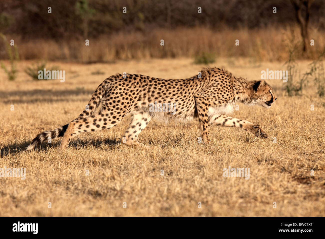 Gepard stalking Beute in Namibia Stockfoto