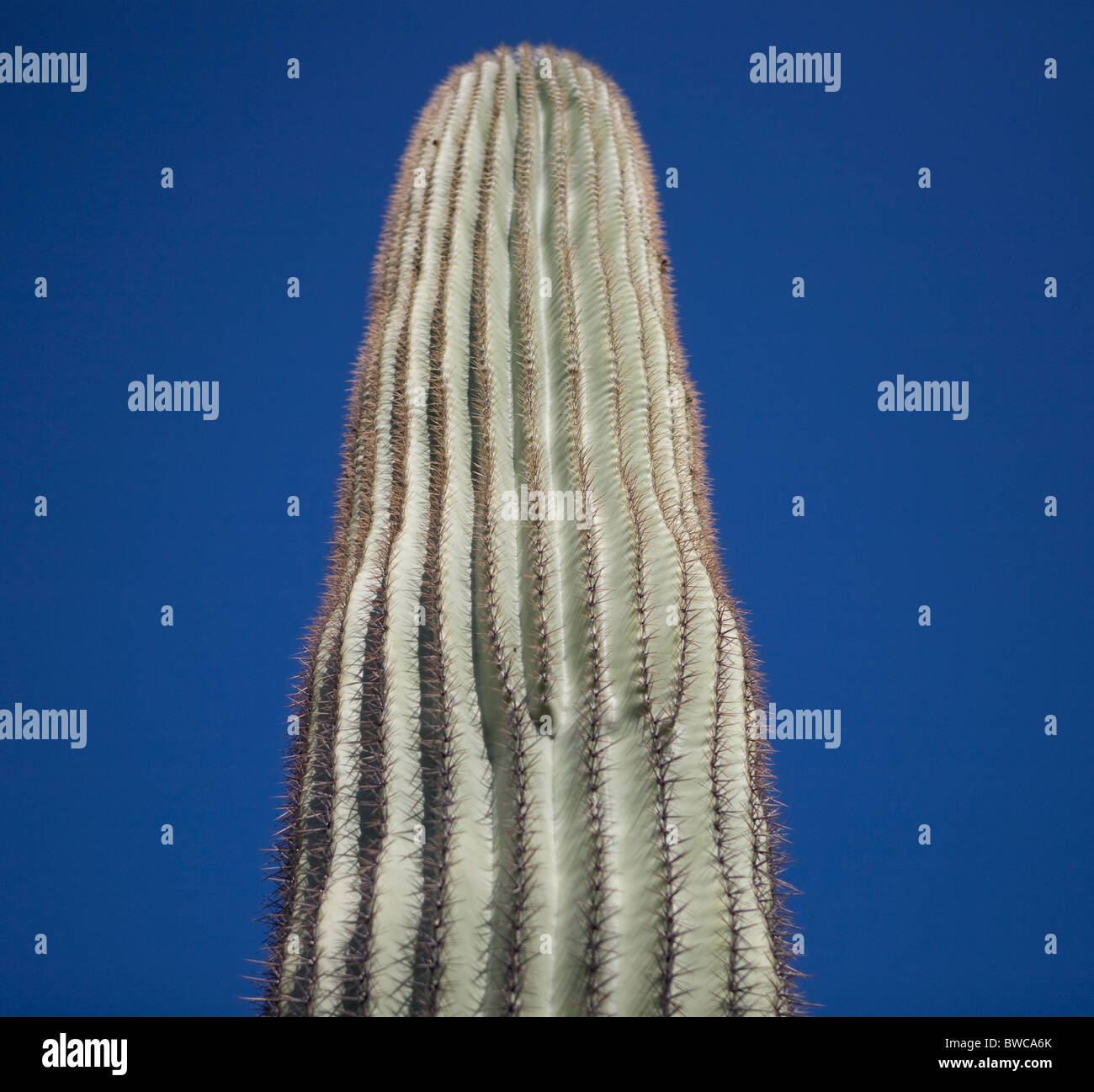 USA, Arizona, Phoenix, Saguaro Kaktus (Carnegiea Gigantea) gegen blauen Himmel Stockfoto