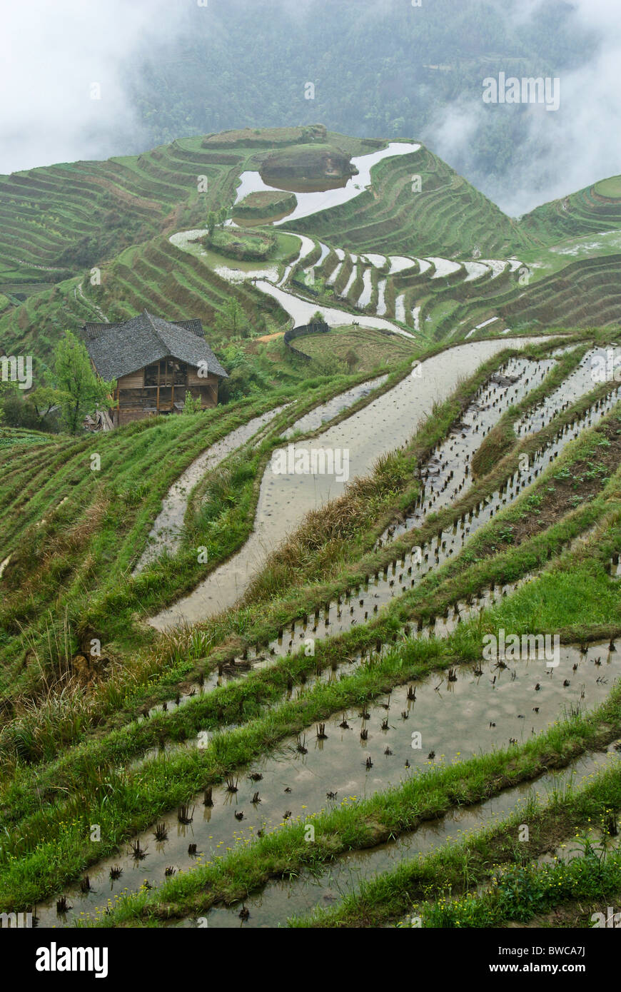 Nebligen Reisterrassen von Longsheng, Guangxi, China Stockfoto