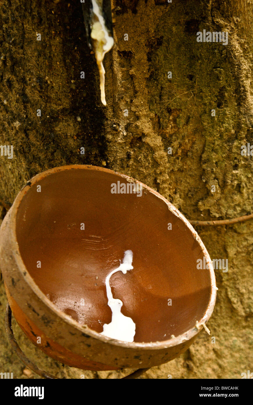 Kautschuk tropft in Cup aus gezapften Baum, Xishuangbanna, Yunnan, China Stockfoto