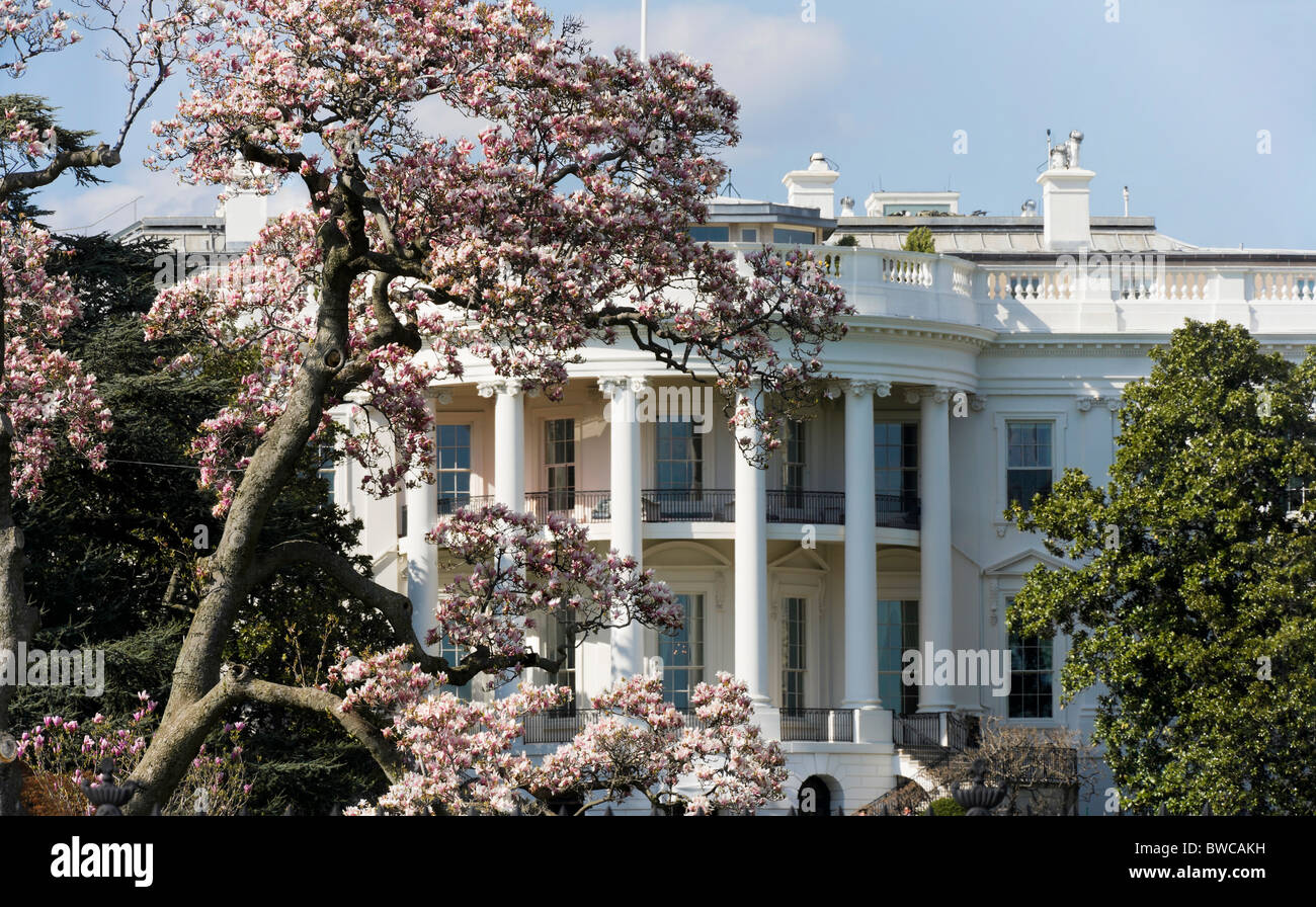 Washington DC, The White House im Frühjahr, Frühling mit Magnolien blühen auf dem South Lawn vor dem Truman Balcony. Stockfoto