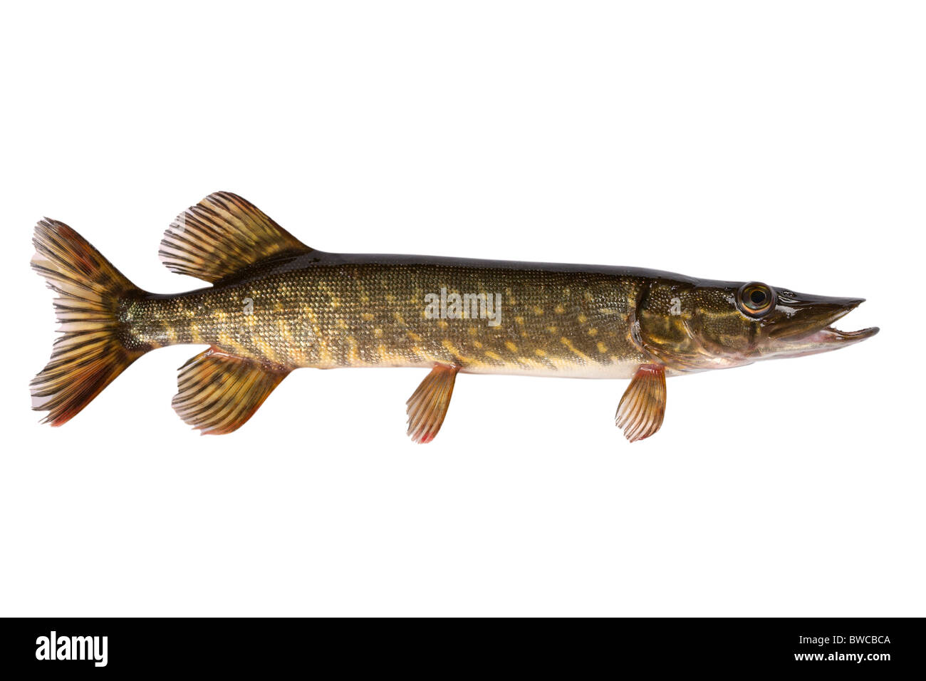 Pike hautnah. Eine große Räuber Süßwasser-Becken. Stockfoto