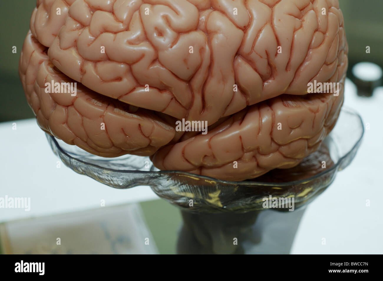 Modell eines menschlichen Gehirns für medizinische Ausbildung und Biologie Stockfoto