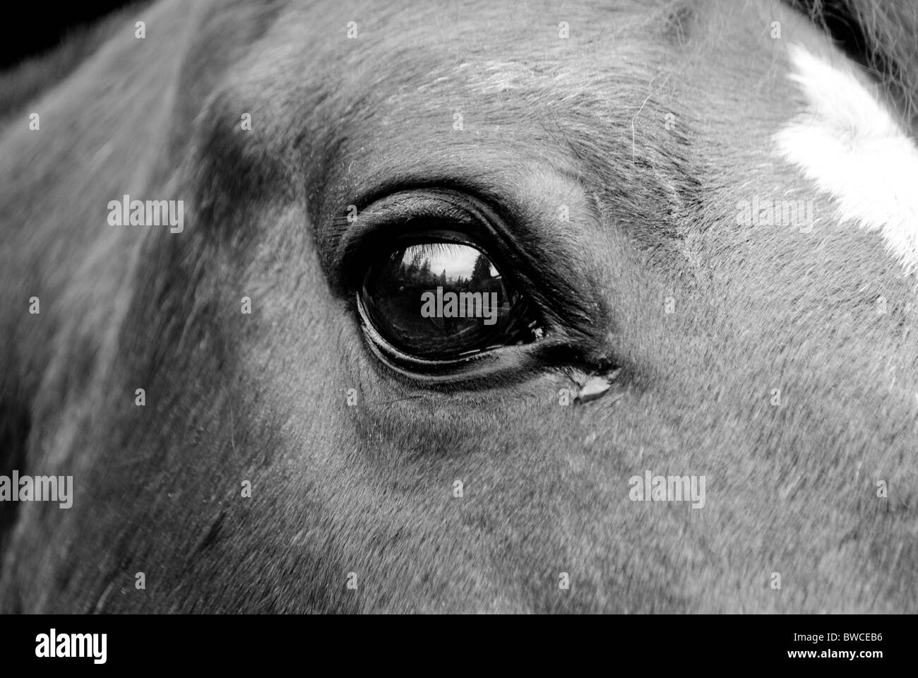 Auge des Pferdes neugierig und aufrichtig Stockfoto