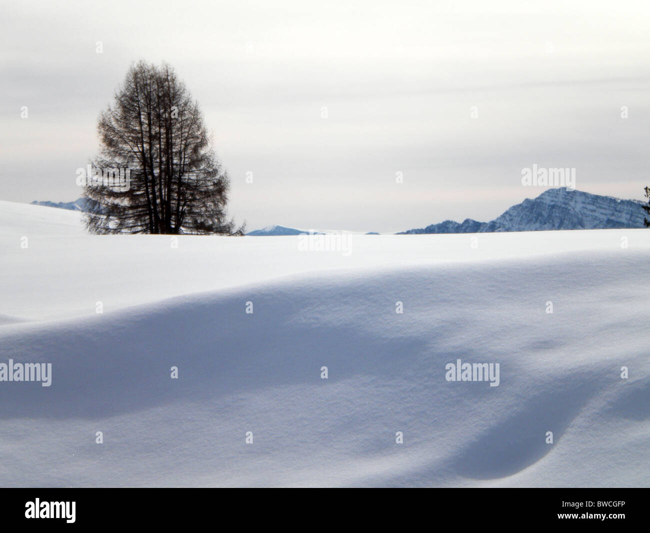 Winterlandschaft mit Schnee und Pinien, bewölkten Himmelshintergrund Stockfoto