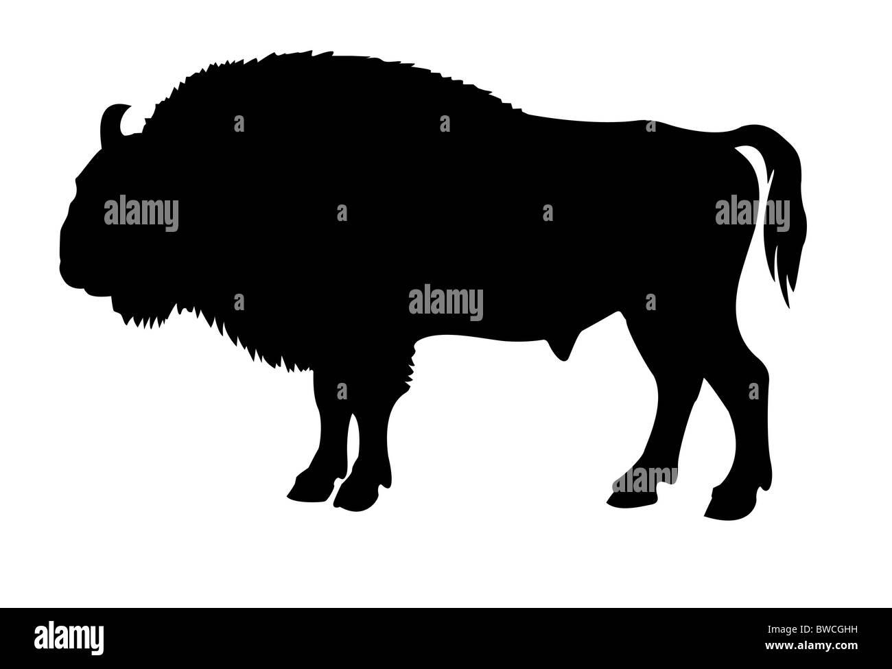 Silhouette des Büffels auf weißem Hintergrund Stockfoto