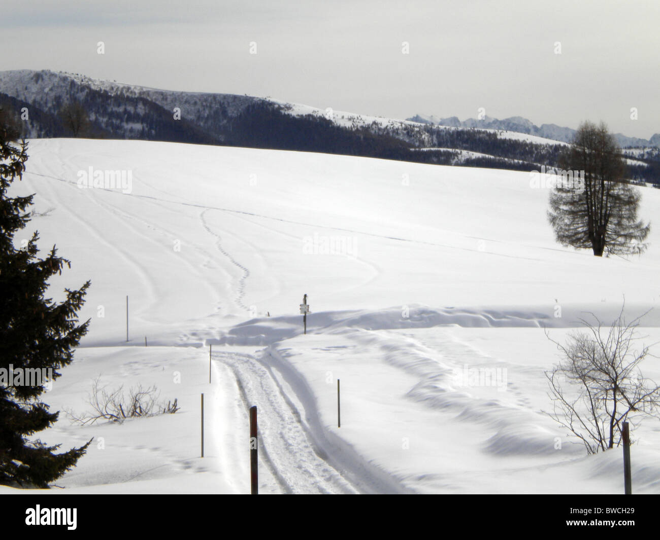 Winterlandschaft mit Schnee und Kiefer Bäume bewölktem Himmelshintergrund Stockfoto