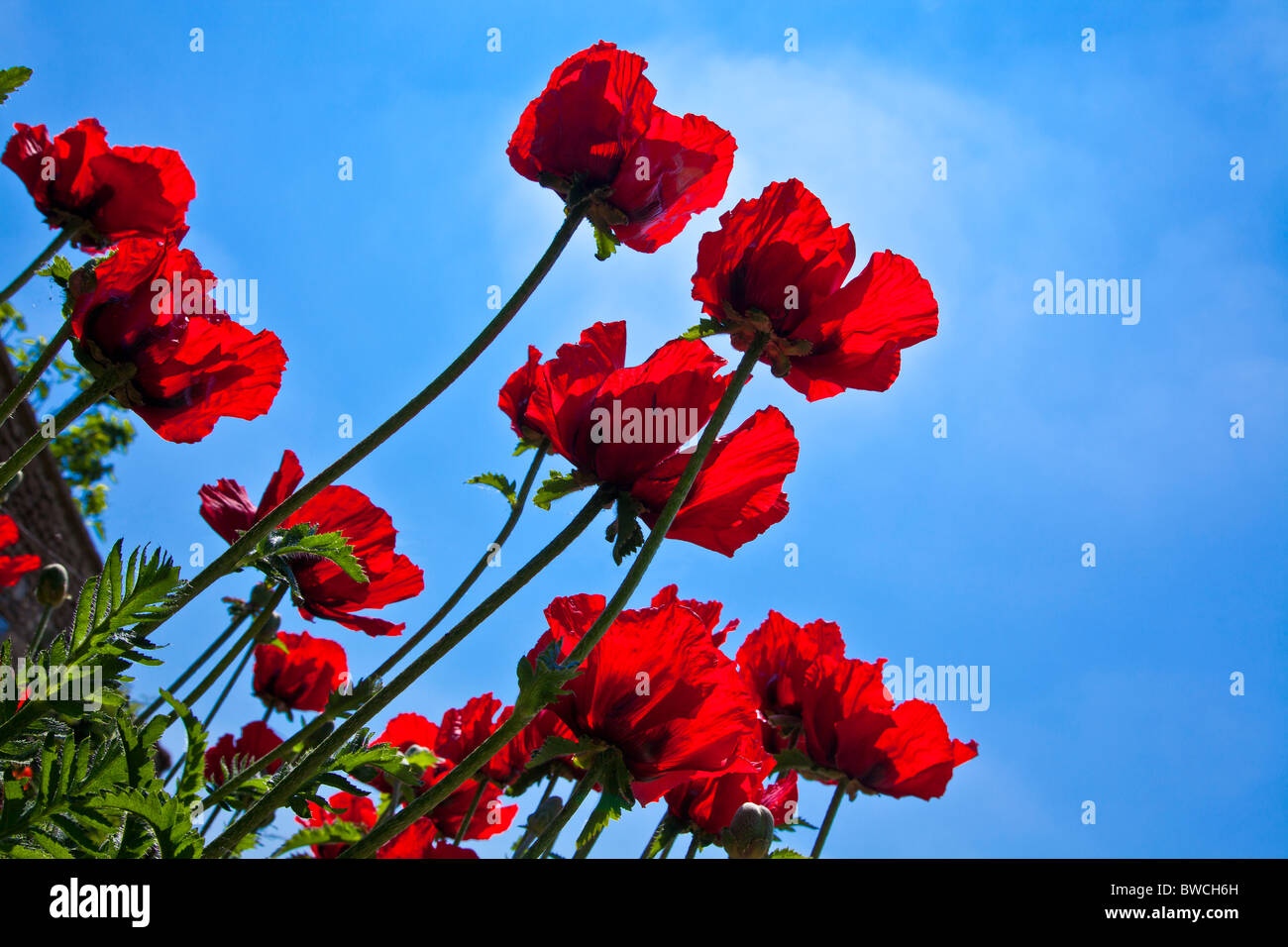 Roter Mohn, Papaver, in einem Garten vor einem strahlend blauen Himmel Stockfoto