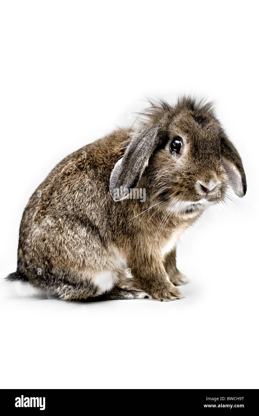 Ein Studio Stil Portrait Foto von einem braunen Löwenkopf Hauskaninchen vor einem weißen Hintergrund. Stockfoto