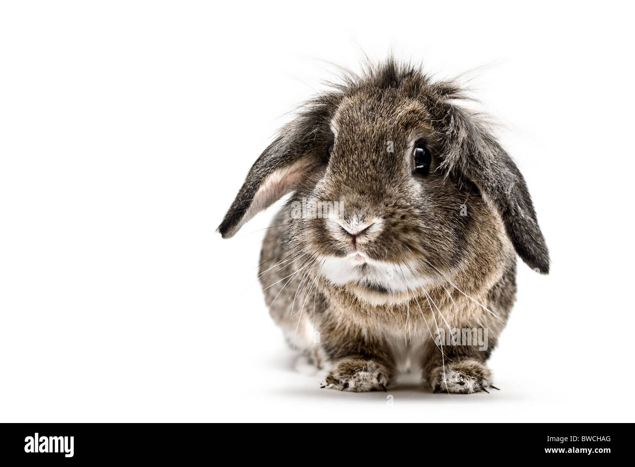 Ein Studio Stil Landschaft Foto von einem braunen Löwenkopf Hauskaninchen vor einem weißen Hintergrund. Stockfoto