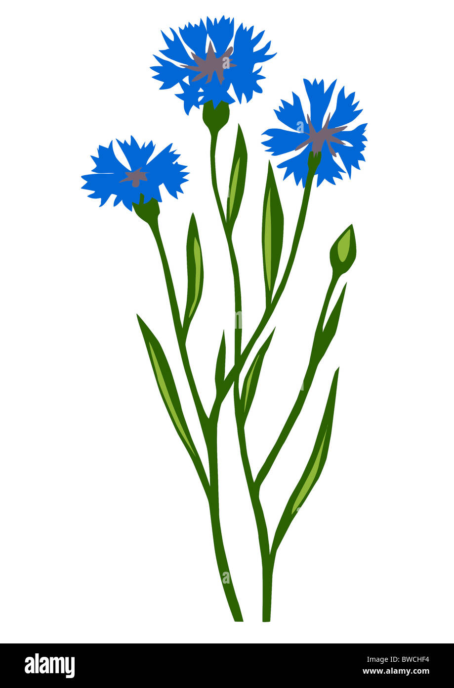 Zeichnung der Blume Kornblume auf weißem Hintergrund Stockfoto
