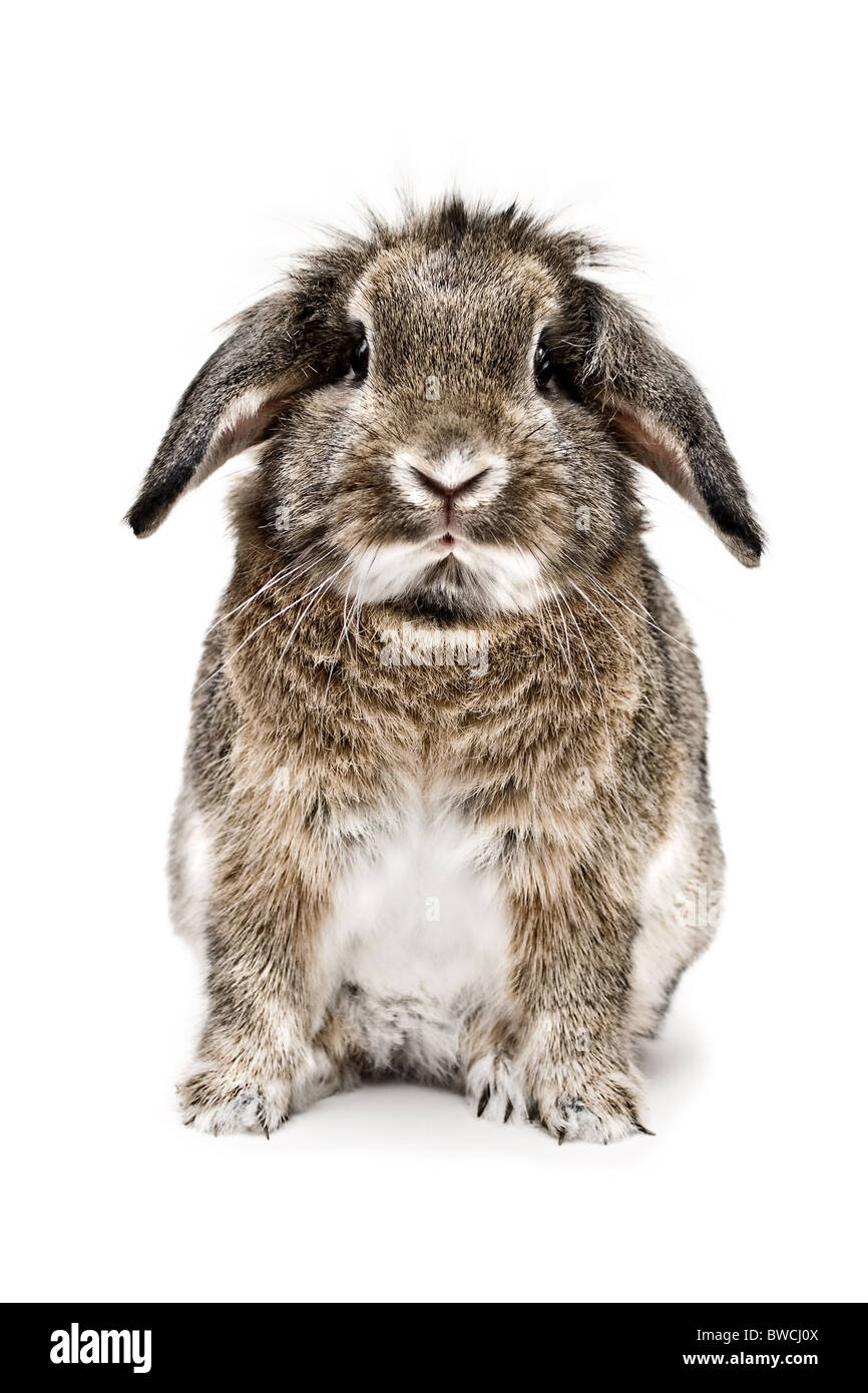 Ein Studio Stil Porträtfoto von einem braunen Löwenkopf Hauskaninchen vor einem weißen Hintergrund. Stockfoto