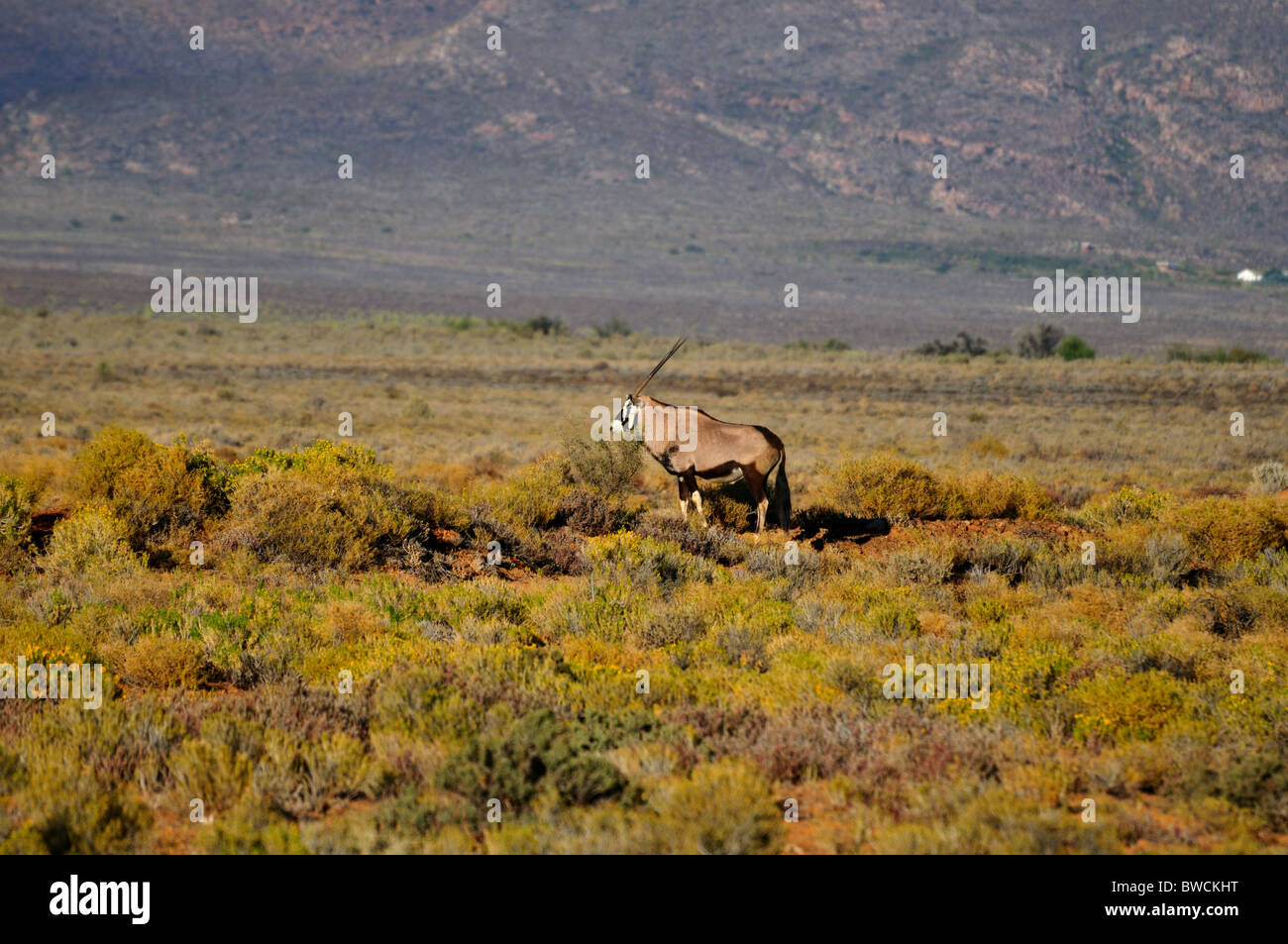 Ein einsamer Gemsbok (Oryx Gazella) stehen in den Büschen. Südafrika. Stockfoto
