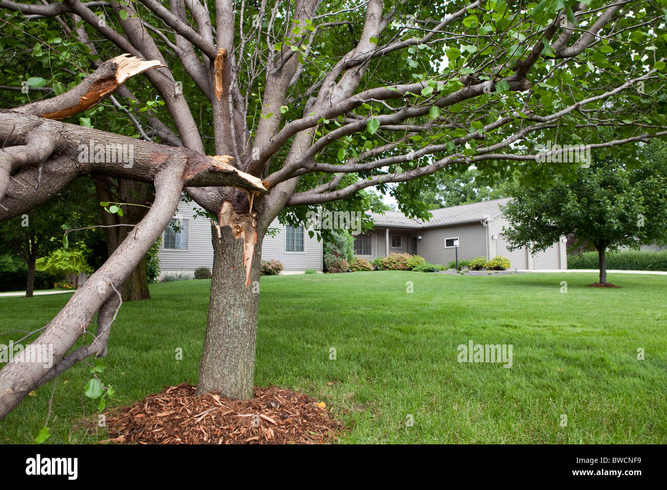 USA, Illinois, Metamora, beschädigte Baum außerhalb der Schule Stockfoto