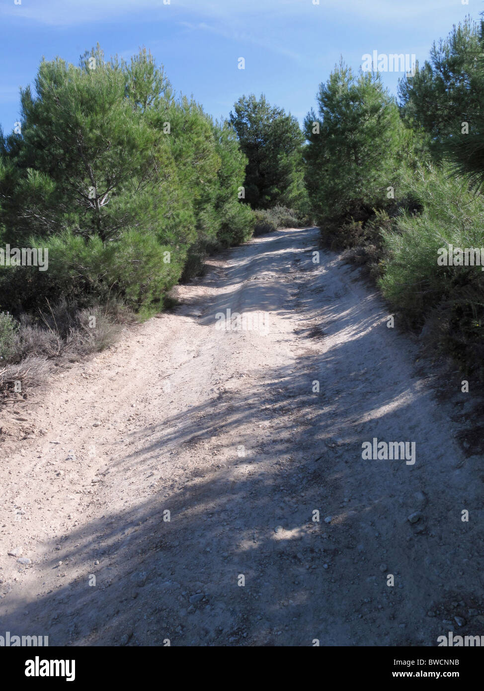 Rauen Land Feldweg unter jungen Kiefern. Stockfoto