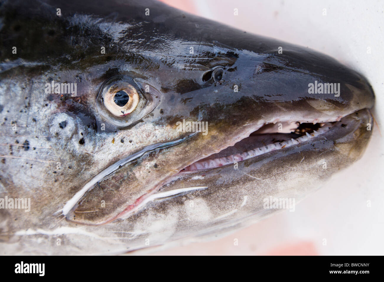 Fangfrische North Atlantic Salmon. Island Stockfoto