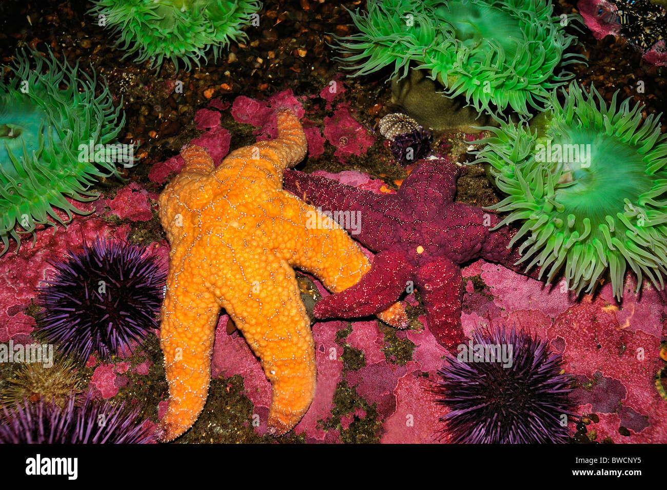 Ocker Seestern Pisaster Ochraceus und Riesen grüne Anemone, Anthopleura-Xanthogrammica, gefangen Stockfoto