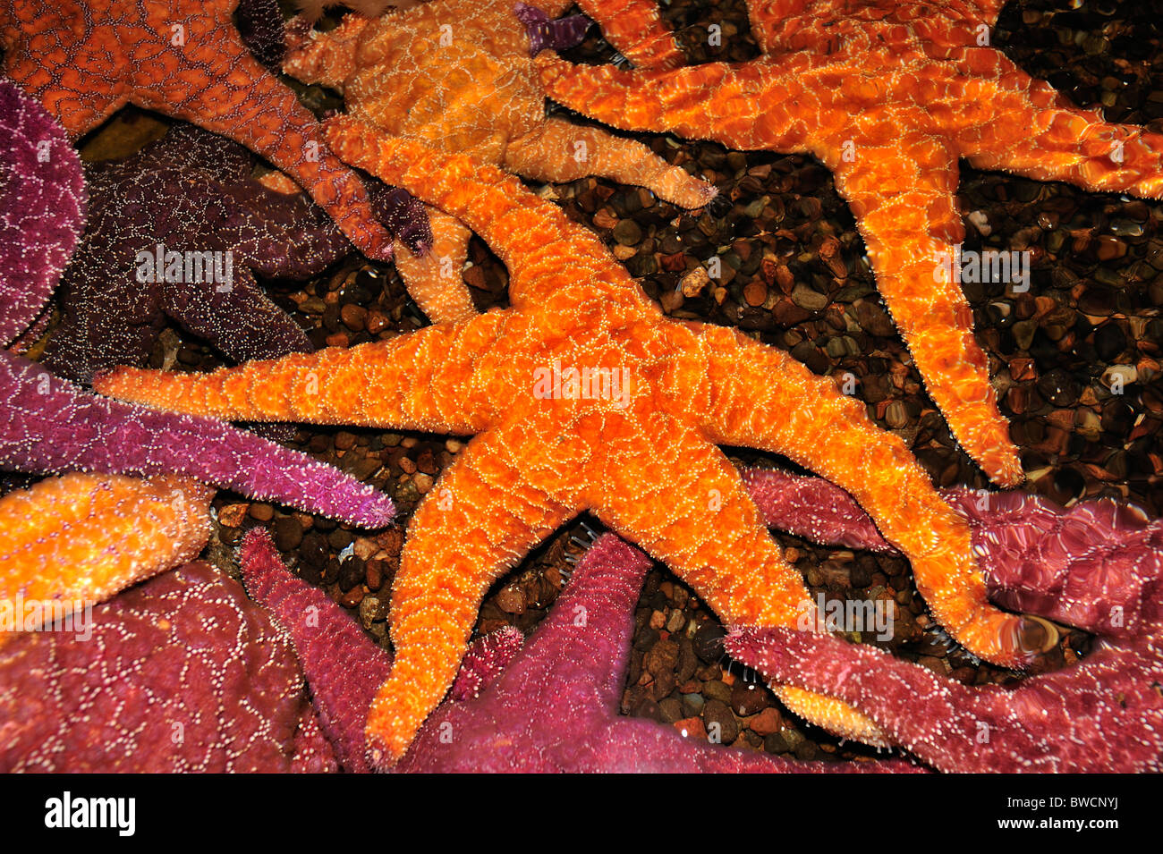 Ocker Meer Sterne, Pisaster Ochraceus, gefangen Stockfoto