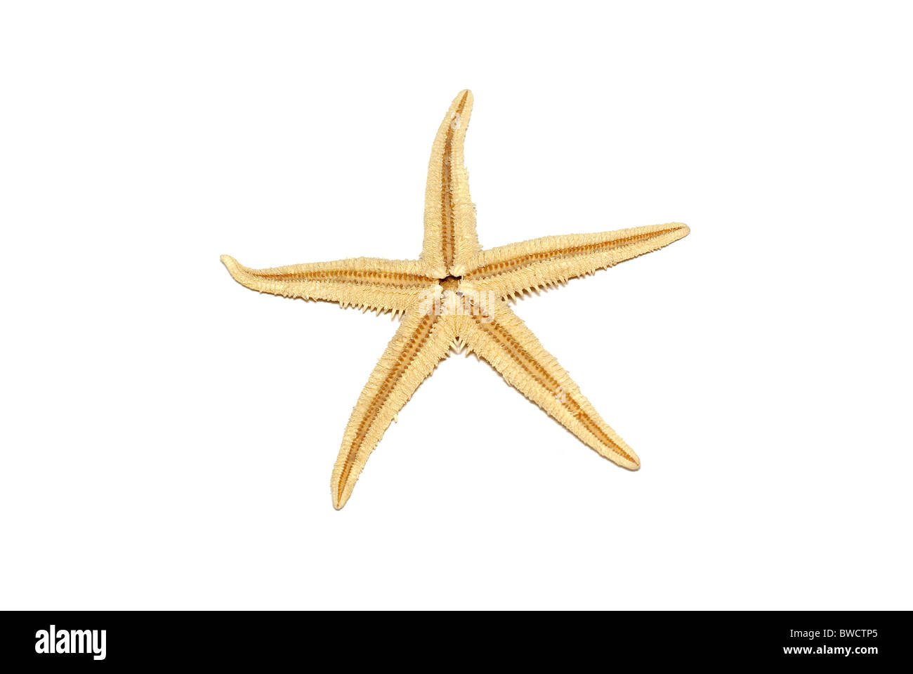 Starfish isoliert auf weißem Hintergrund. Stockfoto