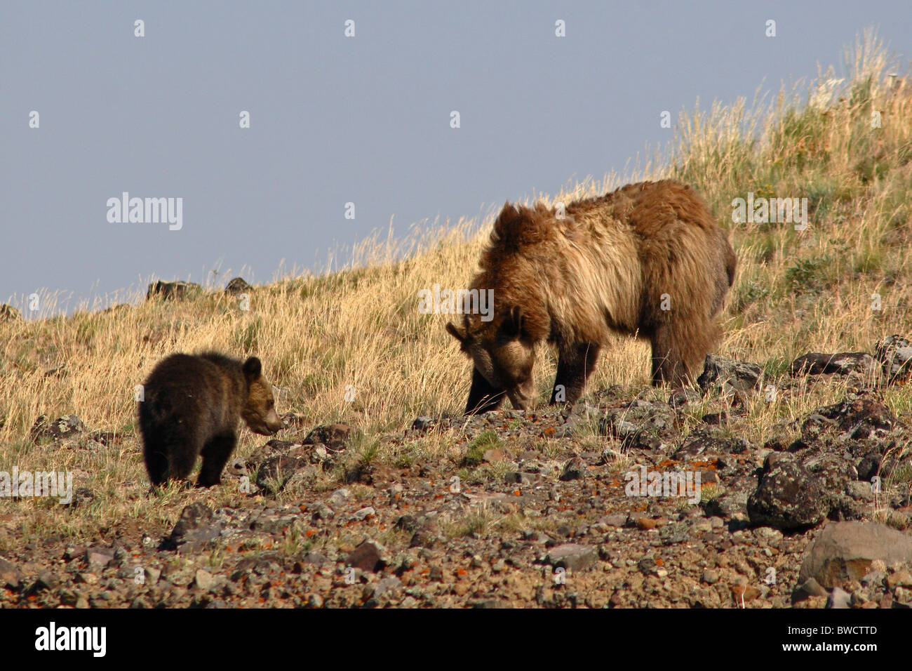 Ein Grizzlybär Mutter und Jungtier. Stockfoto