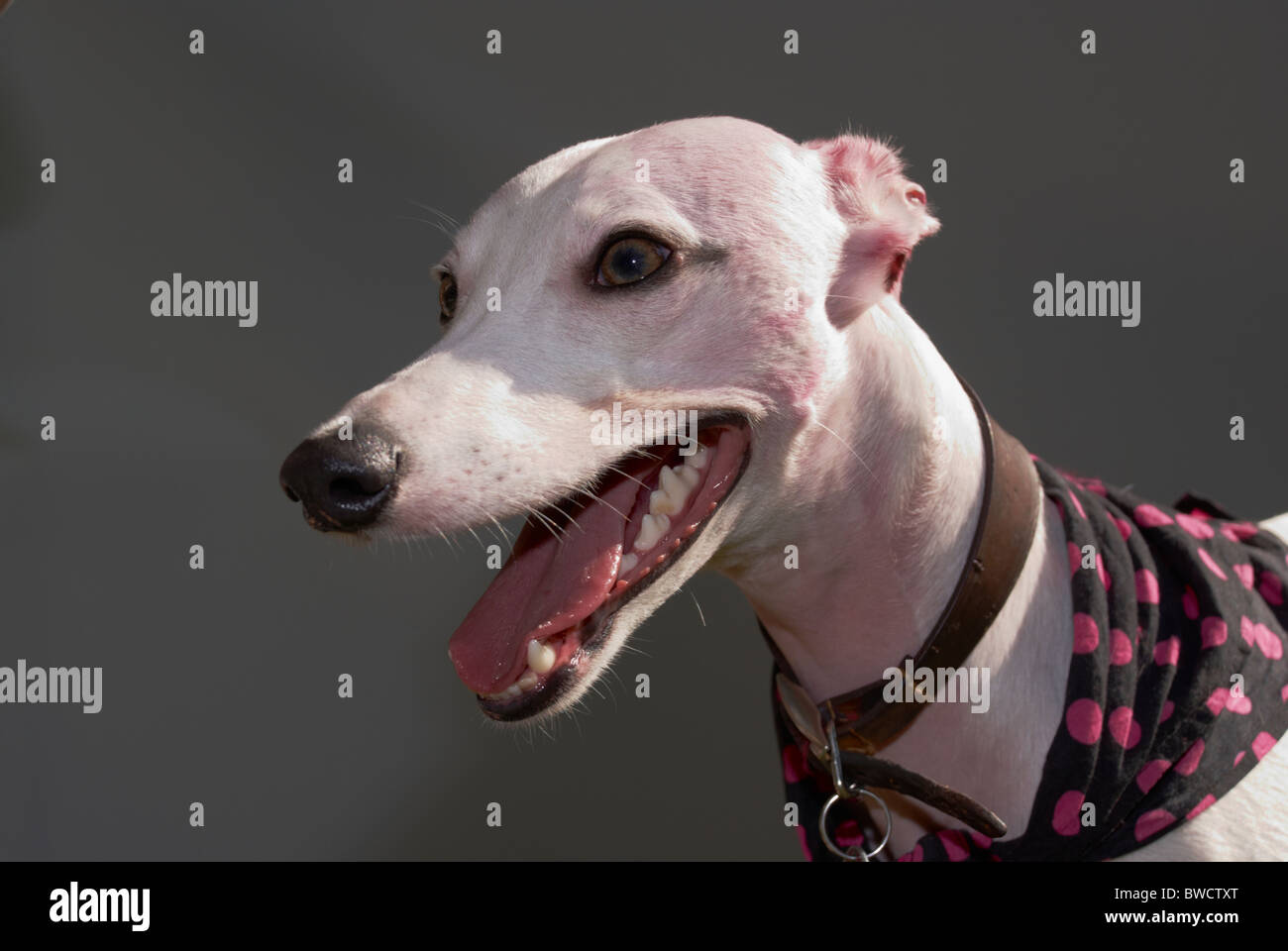 Hund auf einer Hundeausstellung Stockfoto