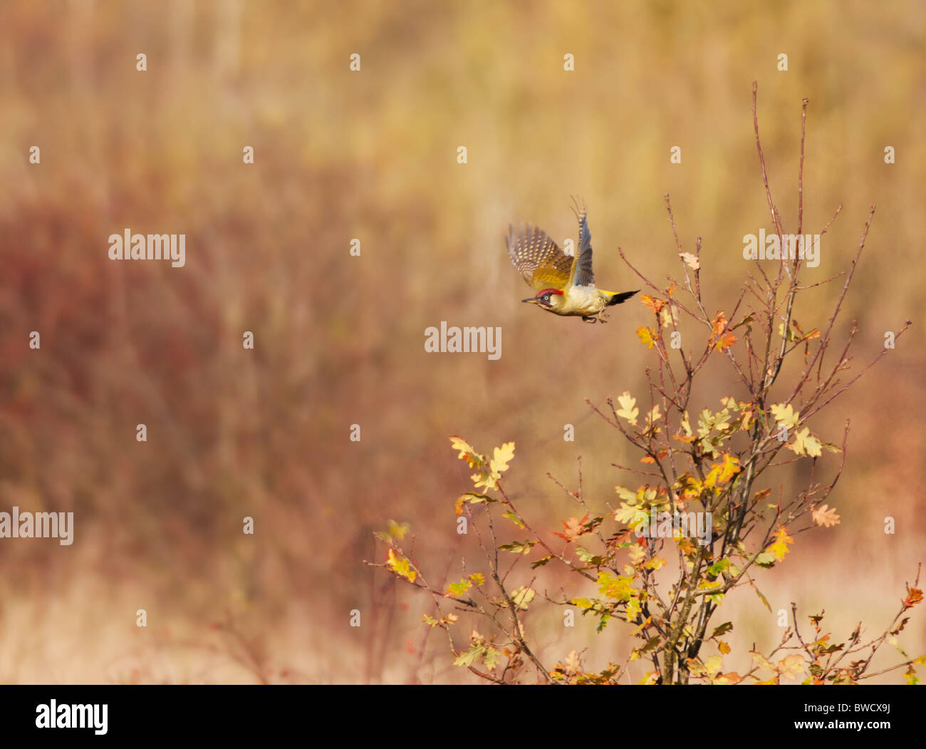 Grünspecht im Flug Stockfoto