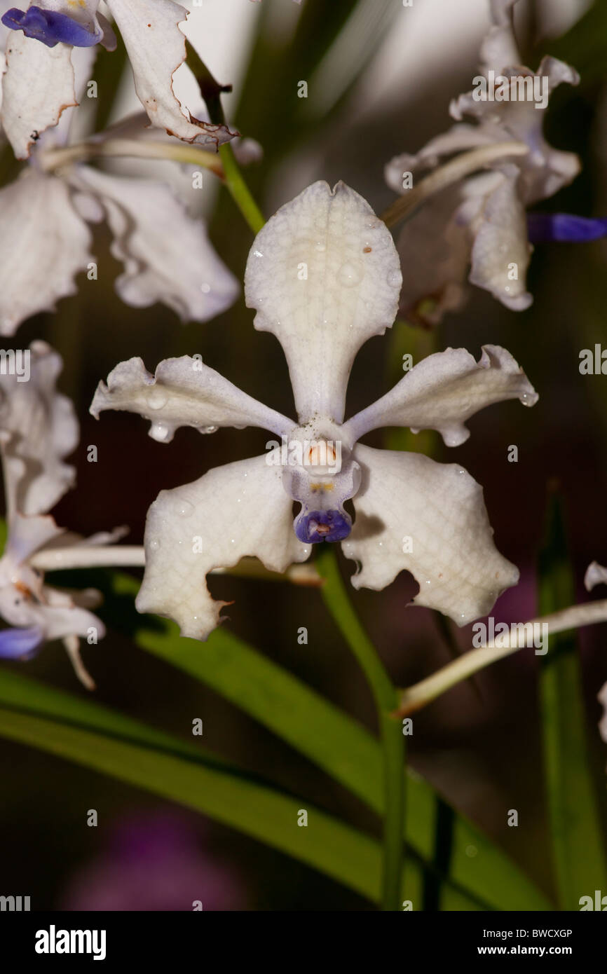 Weiße Orchidee im Botanischen Garten Peradeniya, Sri Lanka Stockfoto